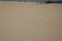 Kanary_2010 072